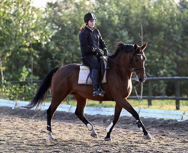 Hollandsk Varmblod Tilde *R.I.P prinsesse* - Tilde og mig til træning i Skanderborg D. 7/10-11 billede 11