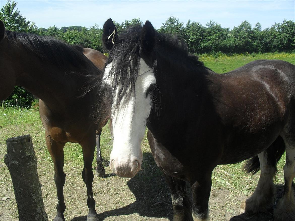 Irish Cob Næbbet´s Baldrian - Baldrian 2011 billede 10