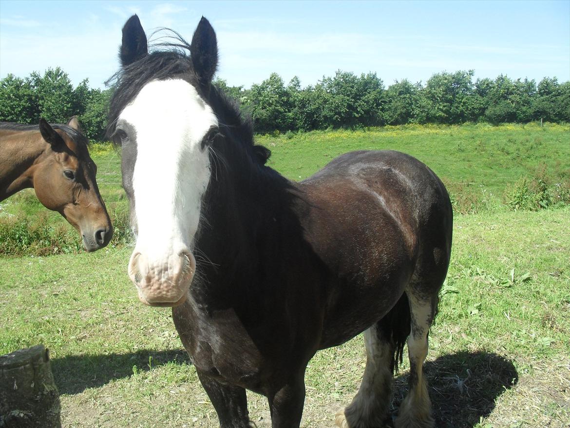 Irish Cob Næbbet´s Baldrian billede 11