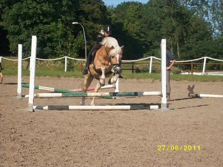 Haflinger Mikado billede 17