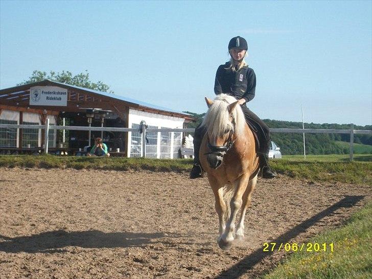 Haflinger Mikado - opvarmning til spring   billede 1