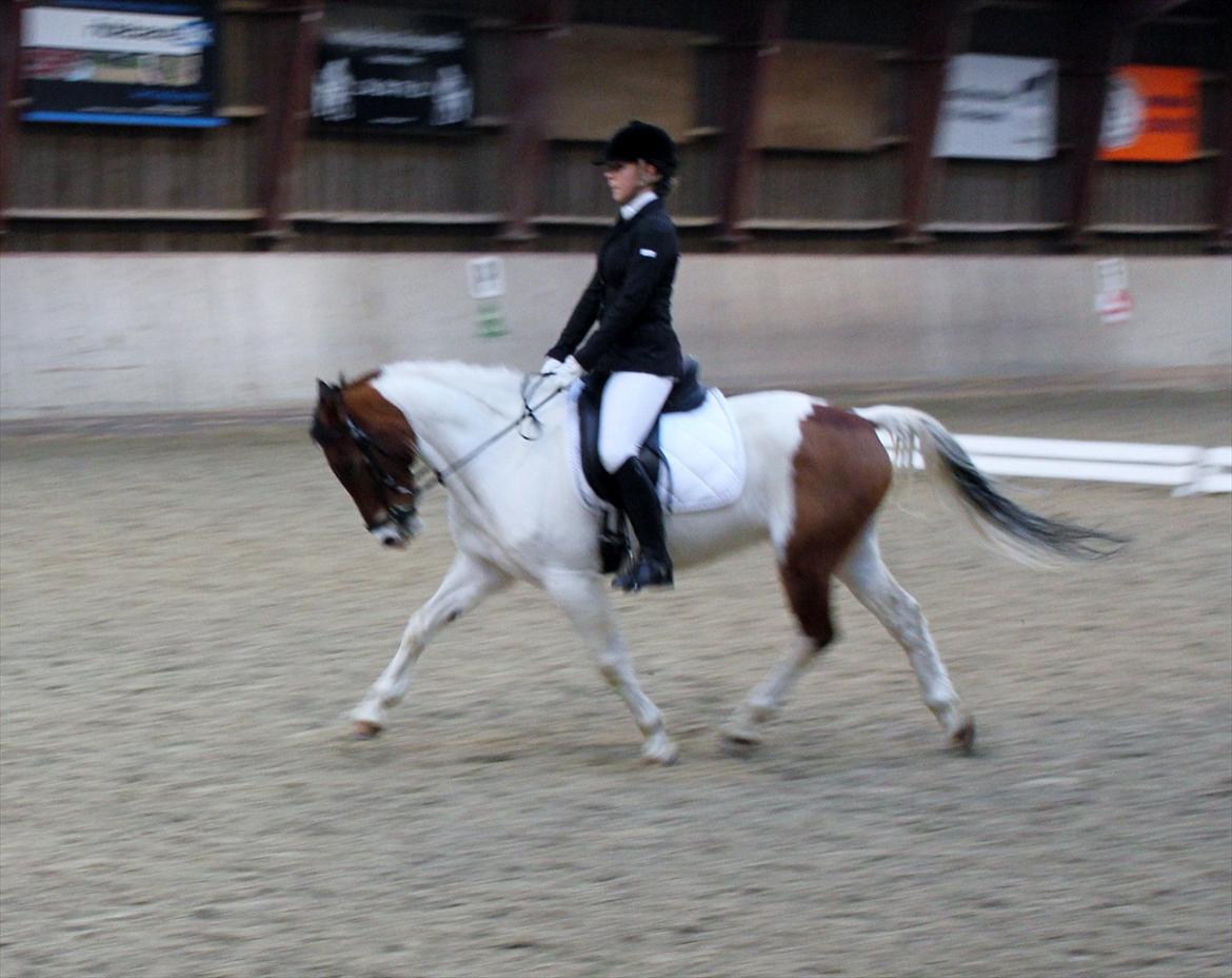 Pinto Moon Star - Den smukke pony i en Lb2 til ca. 65 % <3  billede 12