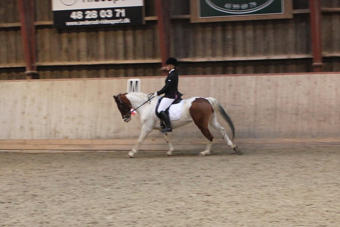 Pinto Moon Star - Lb2 på den smukke <3  billede 15