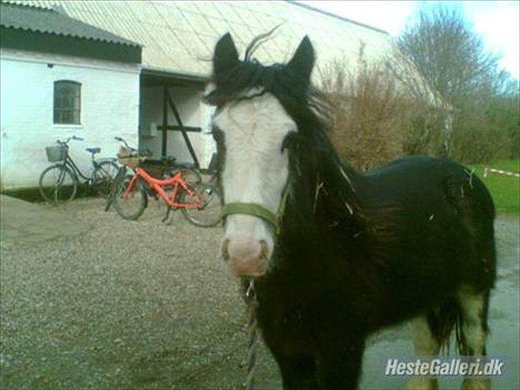 Irish Cob Næbbet´s Baldrian - Baldrian lige efter vi havde fået ham hjem. billede 2