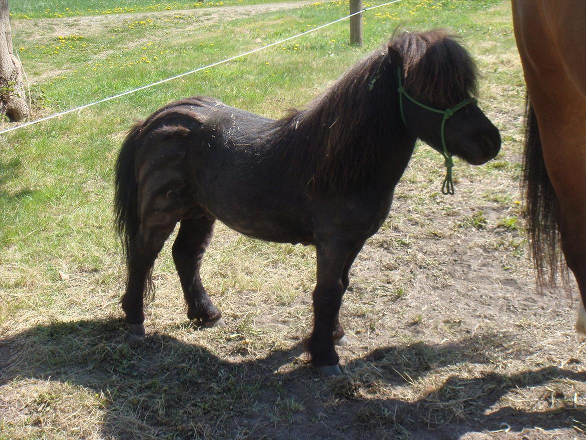 Shetlænder Mateo billede 1