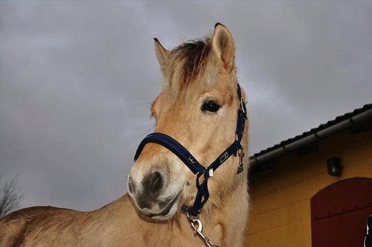 Fjordhest Debat Dalsgaard billede 1