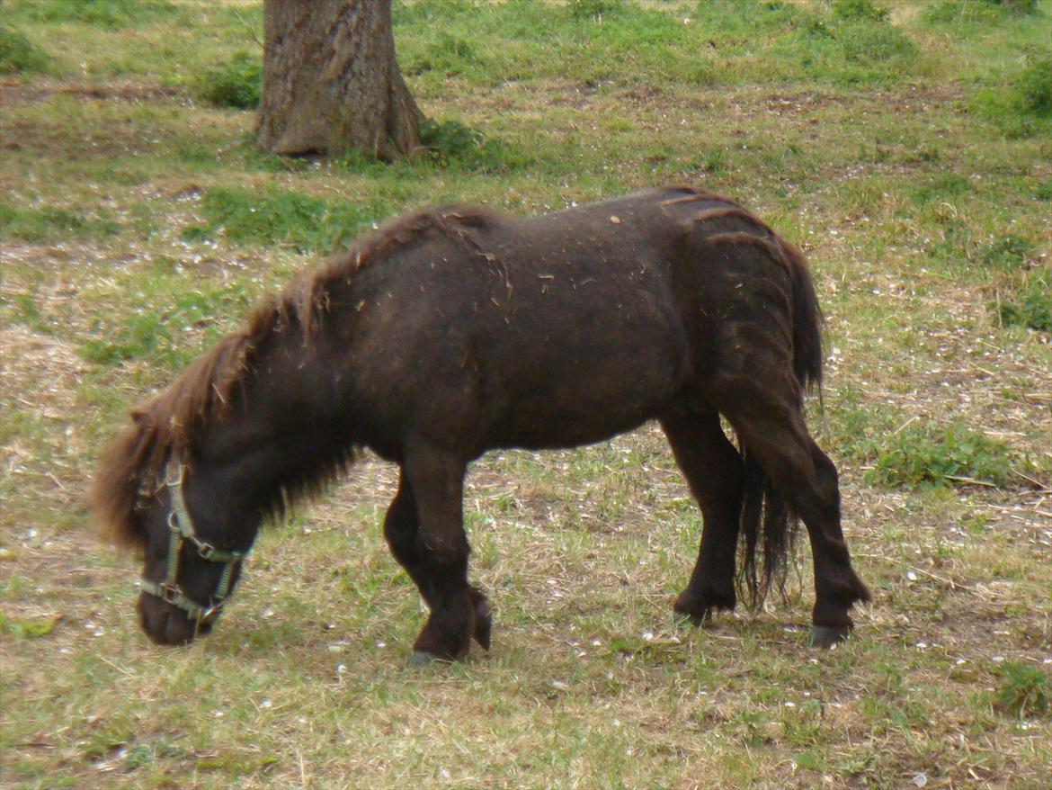 Shetlænder Mateo billede 2