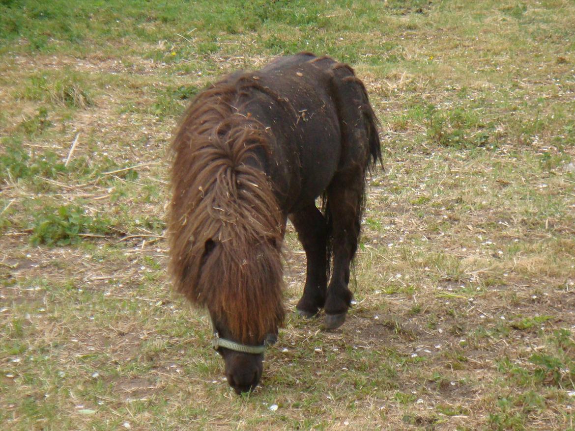 Shetlænder Mateo billede 3