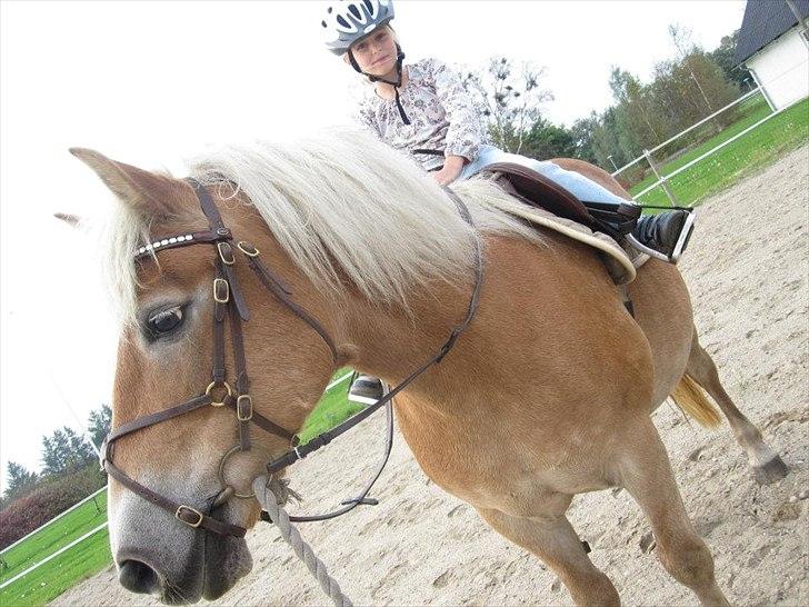 Haflinger Alliann Rundhøj billede 3