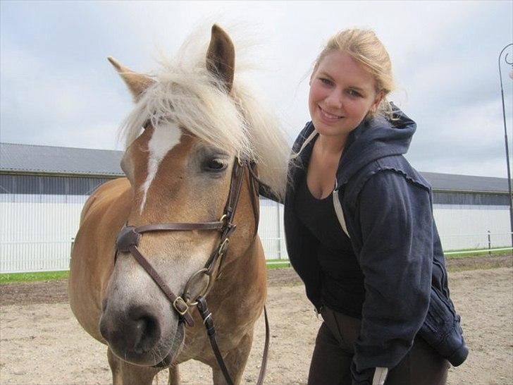 Haflinger Alliann Rundhøj billede 4