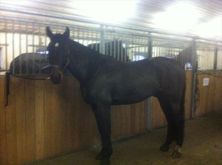 Trakehner Kæragers Rawell billede 16