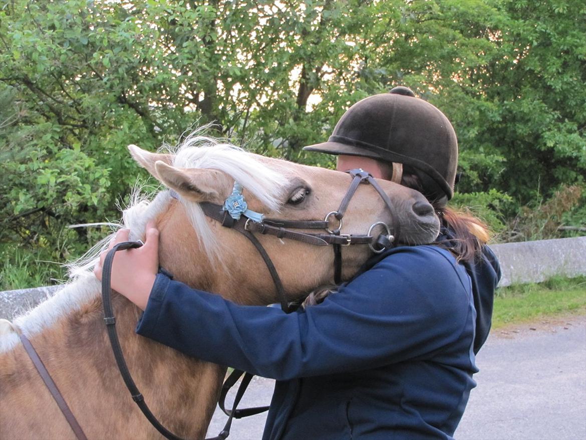 Palomino paloma 256(solgt) - "det sidste farvel.. må sige denne pony tog mit hjerte med storm! han er fantastisk af sind, går hver dag og drømmer om vi igen kan gå ture ved siden af hinanden, lege på ridebanen, ride i skoven og give en god strigle tur, for selv om jeg havde folk til  billede 20