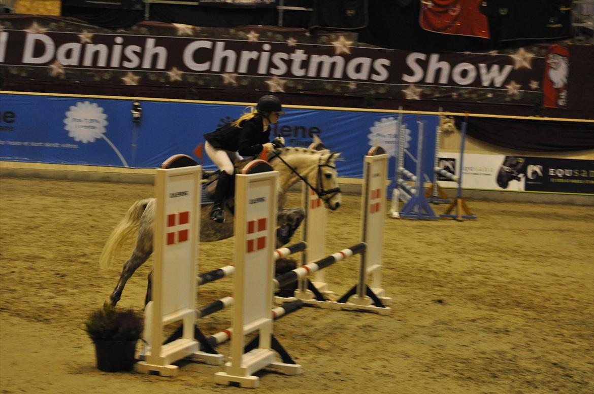 Welsh Pony (sec B) Bakkegaarden's Oliver - Christmas show LB** :-) foto. Katja Nørgaard billede 7