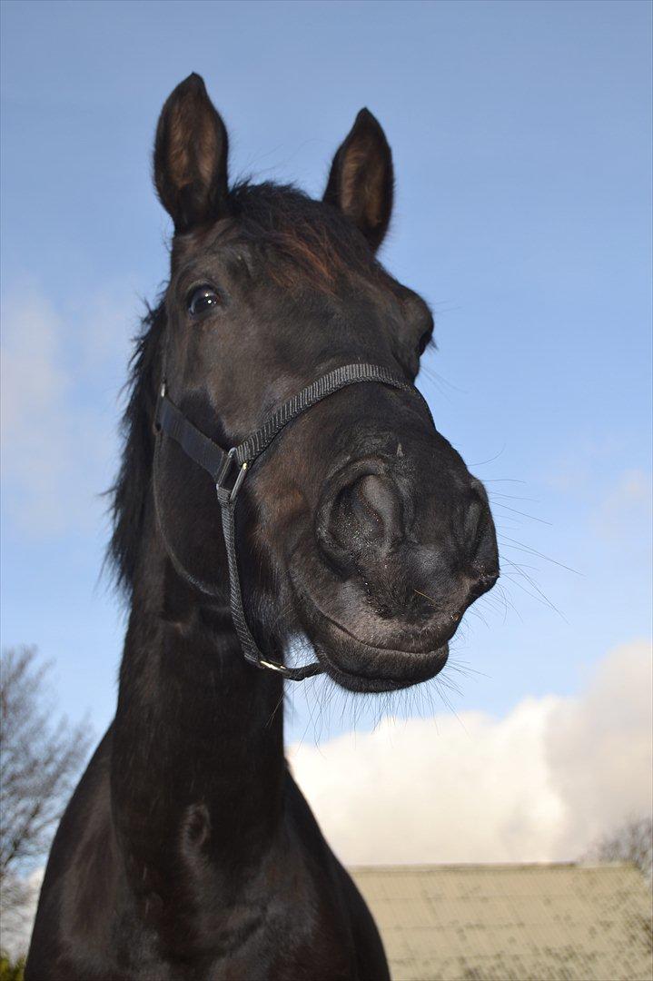 Dansk Varmblod Svalegårdens Maeztro <3 billede 6