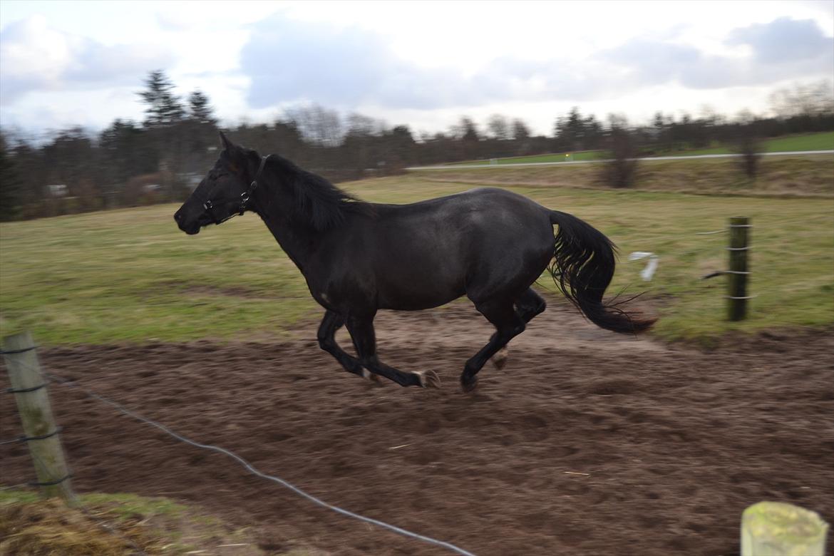 Dansk Varmblod Svalegårdens Maeztro <3 billede 7