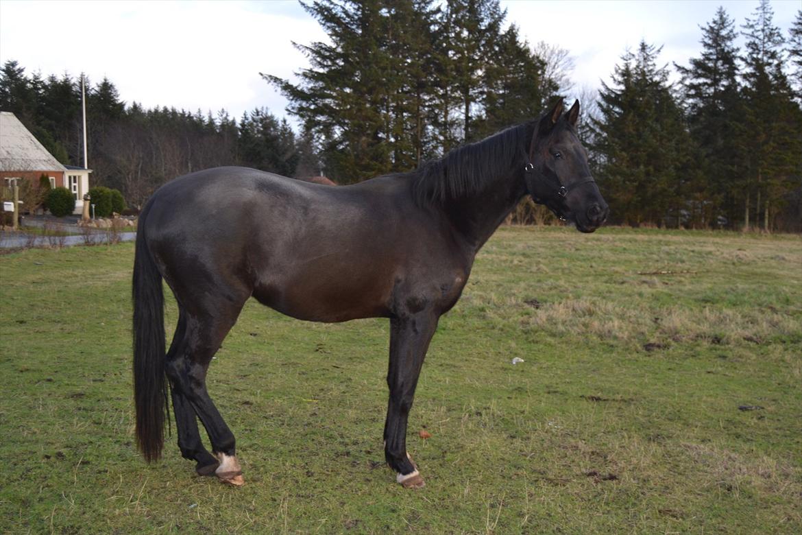 Dansk Varmblod Svalegårdens Maeztro <3 billede 8
