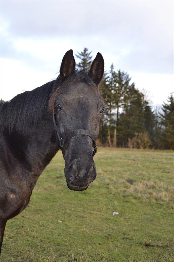 Dansk Varmblod Svalegårdens Maeztro <3 billede 9