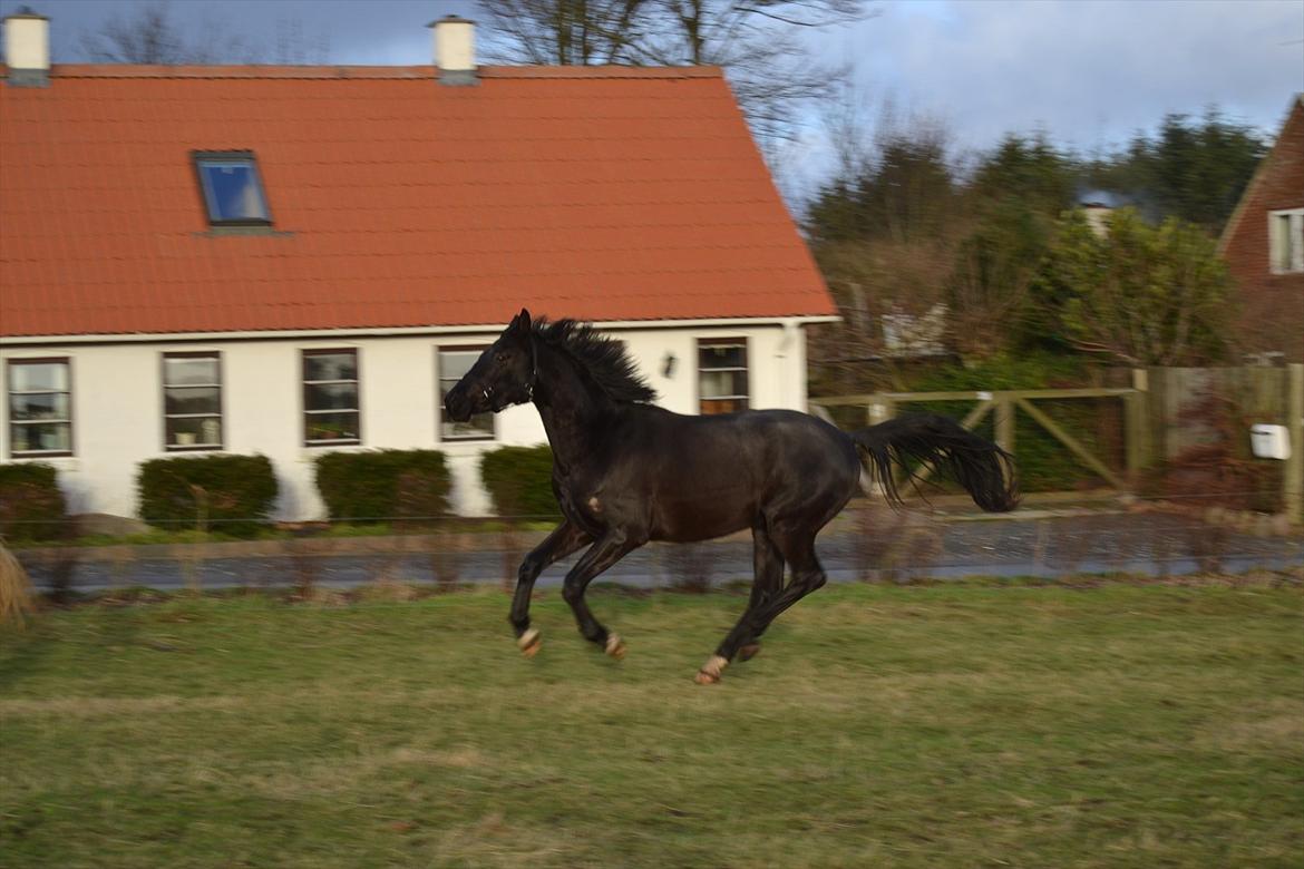 Dansk Varmblod Svalegårdens Maeztro <3 billede 10