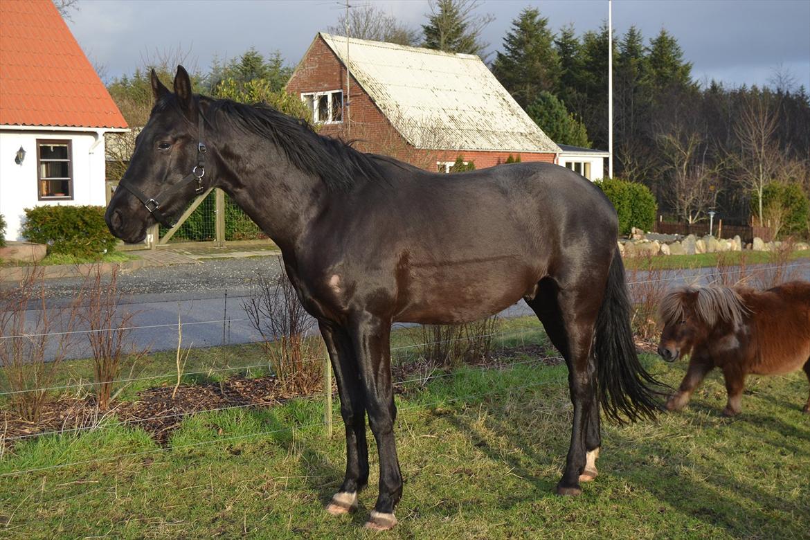 Dansk Varmblod Svalegårdens Maeztro <3 billede 11