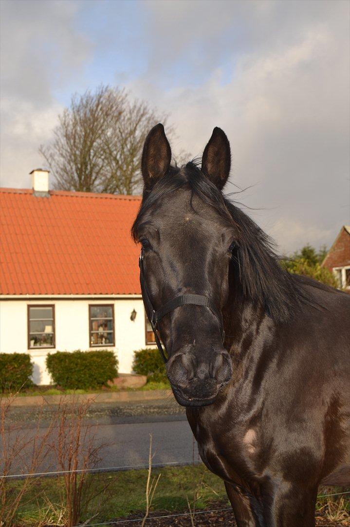 Dansk Varmblod Svalegårdens Maeztro <3 billede 12