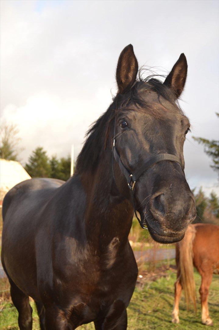 Dansk Varmblod Svalegårdens Maeztro <3 billede 13