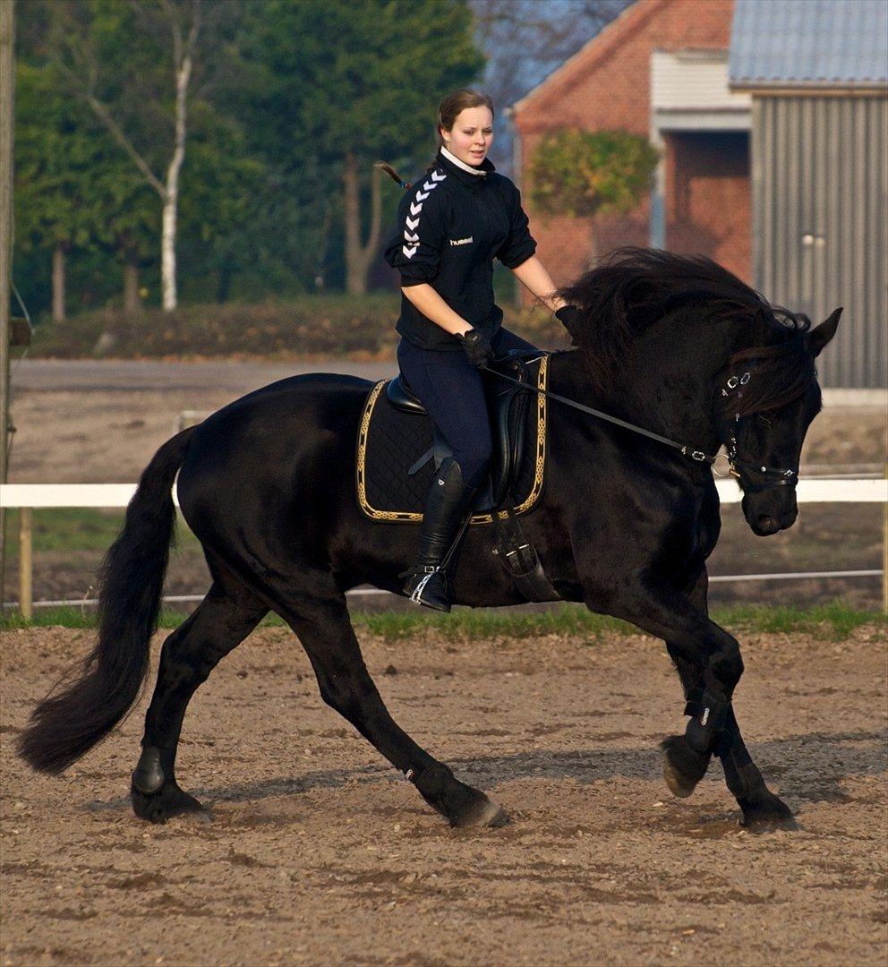 Frieser Hero - Billeder Af Heste - Uploaded Af Sissel L