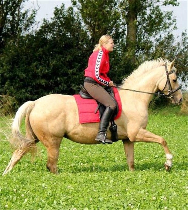 Palomino Rudolph's Cheyenne billede 2