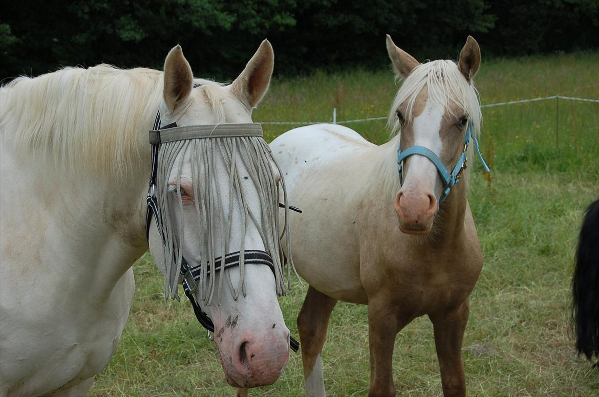 Palomino Sasja Af Dutterup - Sasja og Miraqulix billede 1