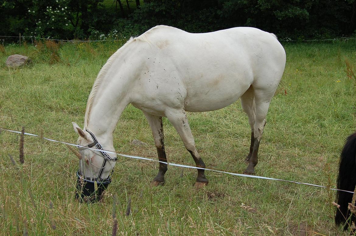Palomino Sasja Af Dutterup - Sorte sokker?? nej nej bare mudder, he he billede 3