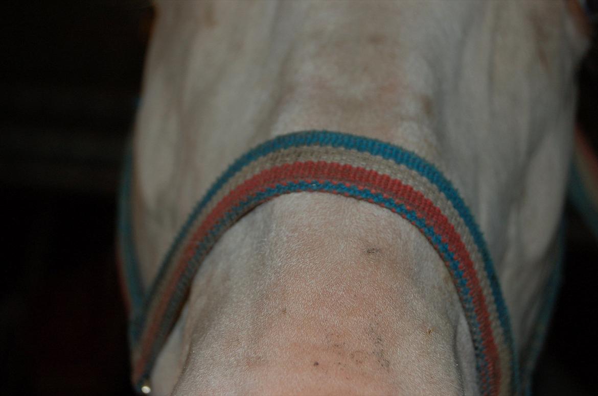 Palomino Sasja Af Dutterup - Tæt på billede 4