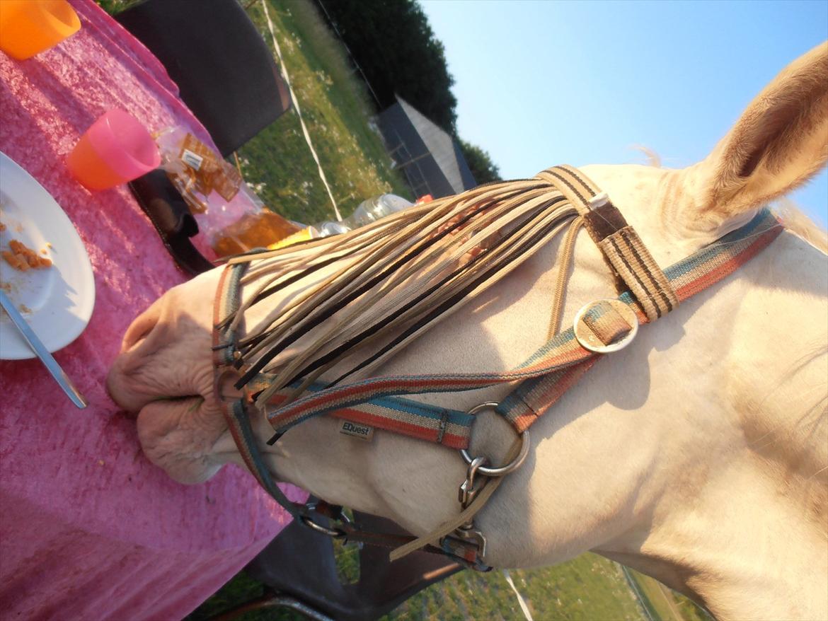 Palomino Sasja Af Dutterup - Uh må jeg spise med?  billede 5