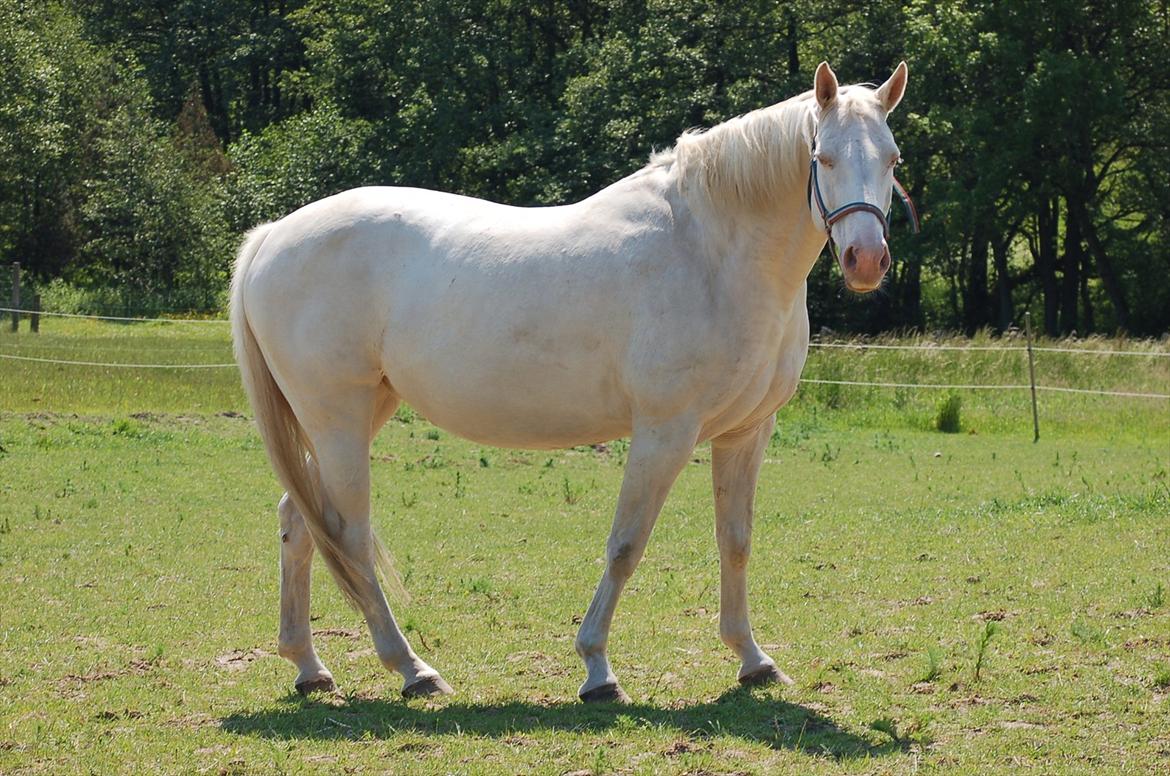 Palomino Sasja Af Dutterup - Græsmave billede 6