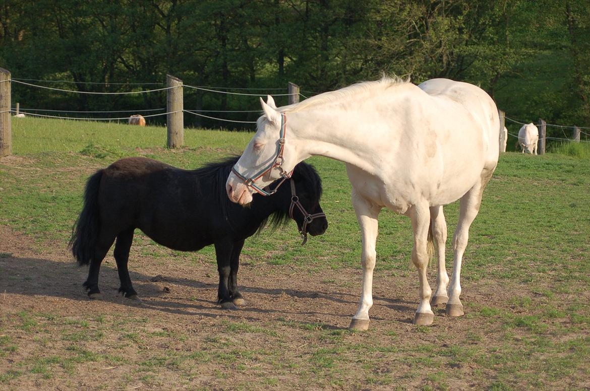 Palomino Sasja Af Dutterup - Sas og hendes ven Nova billede 7