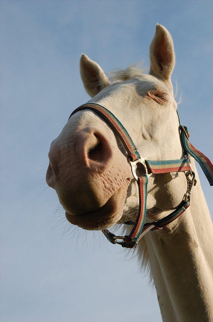 Palomino Sasja Af Dutterup - en dejlig sommerdag  billede 8