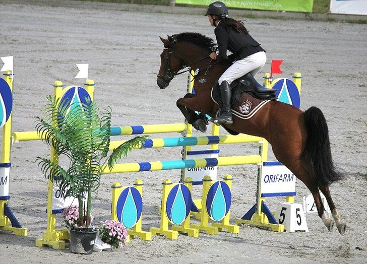 Hollandsk Sportspony Karlien. <3 *b-pony* - 8) Baltic cup på capa.  billede 8