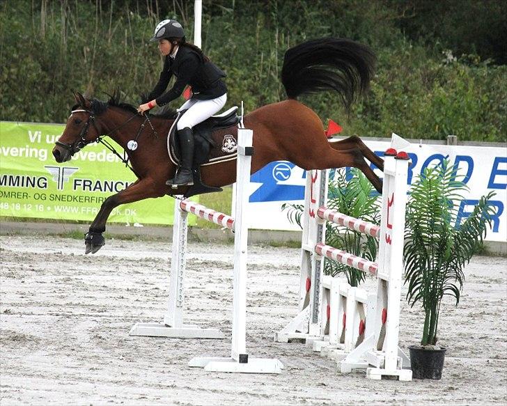 Hollandsk Sportspony Karlien. <3 *b-pony* - 9) Baltic cup 2011. billede 14