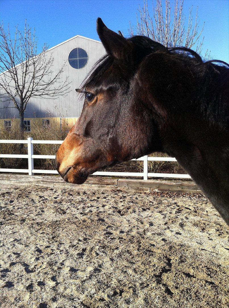 Dansk Varmblod Husha billede 1