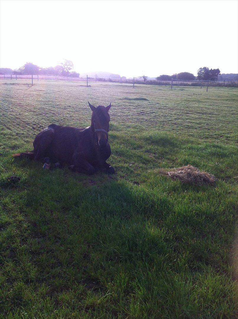 Dansk Varmblod Husha billede 7