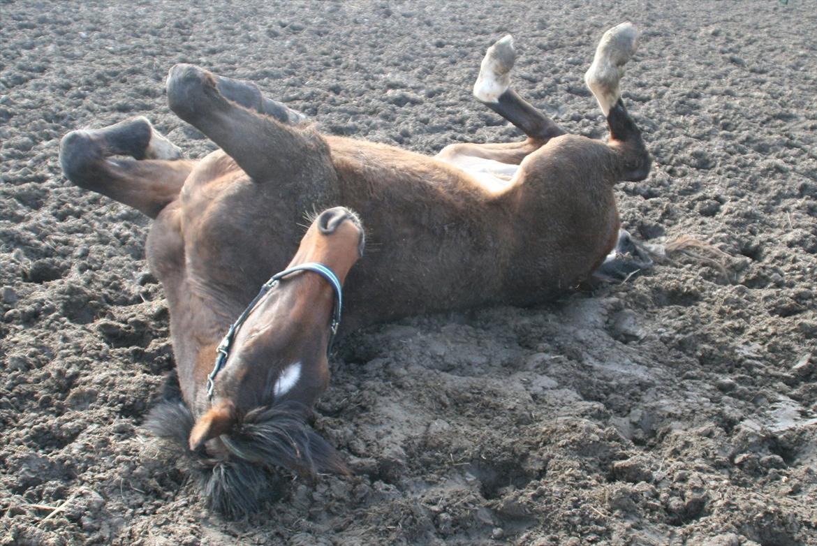 Dansk Varmblod Skovbogaards Camilo billede 18