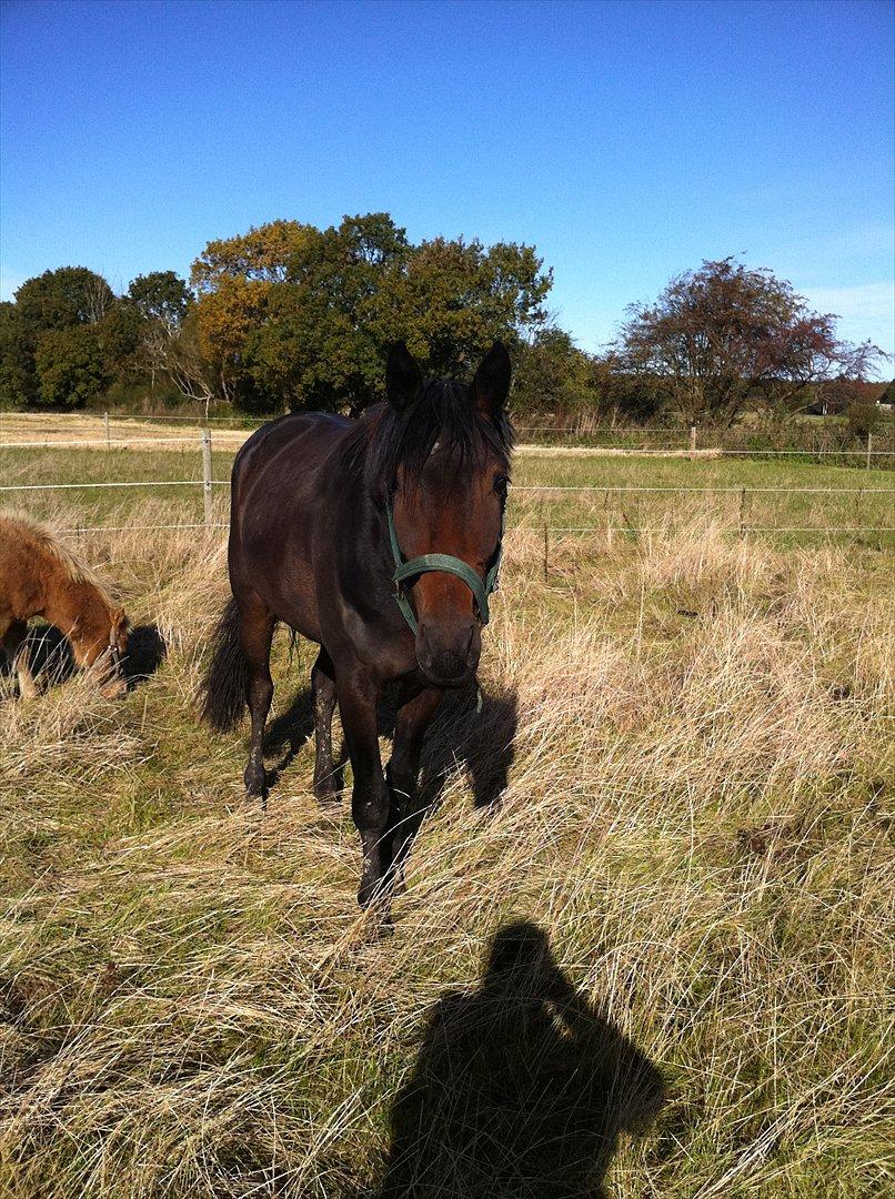 Dansk Varmblod Husha billede 4