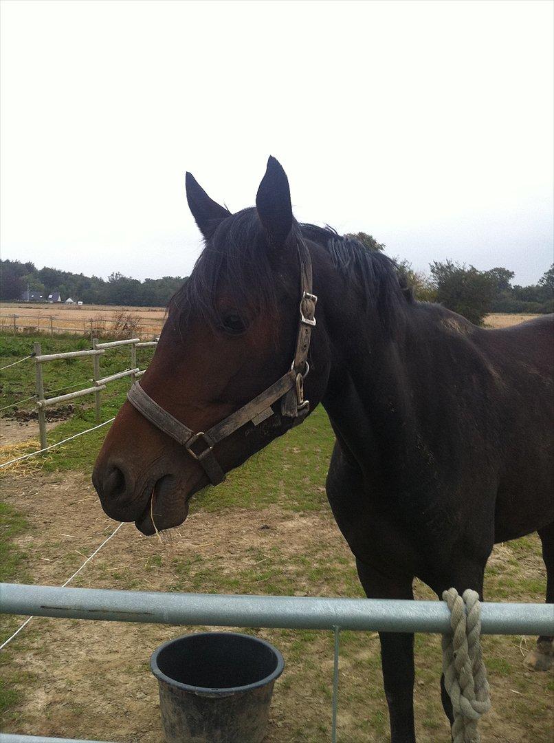 Dansk Varmblod Husha billede 6