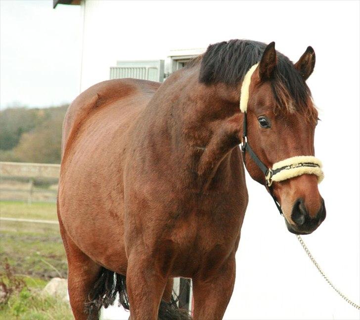 Dansk Varmblod Skovbogaards Camilo billede 1