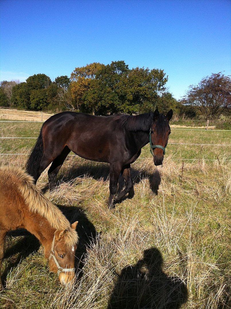 Dansk Varmblod Husha billede 2