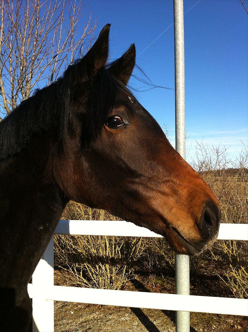 Dansk Varmblod Husha billede 3