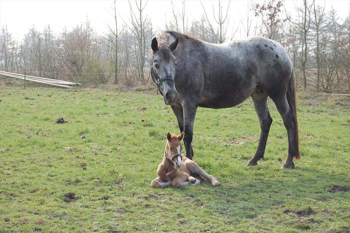 Knabstrupper Plaisir billede 1