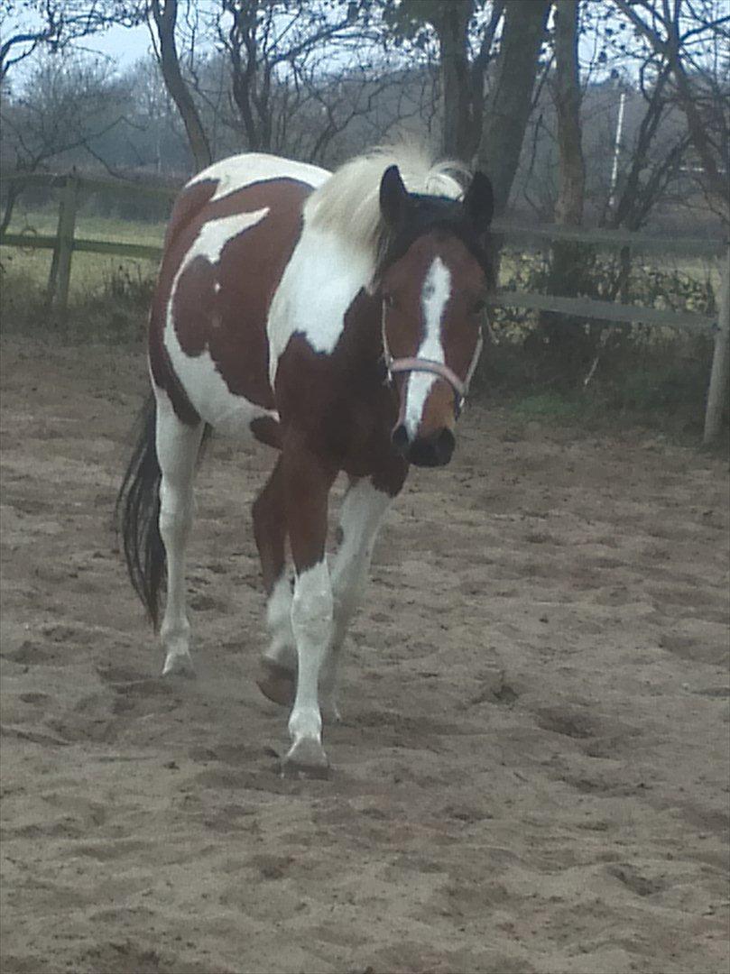 Pinto Østergårds Madeleine billede 8