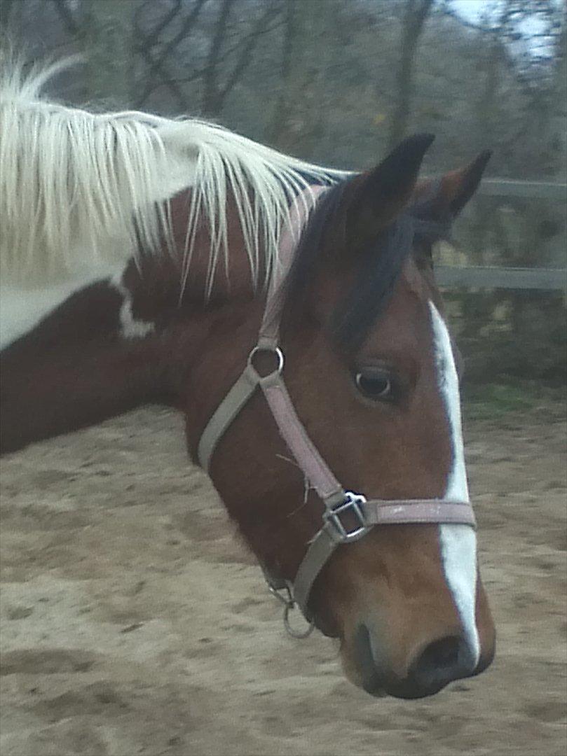 Pinto Østergårds Madeleine billede 9