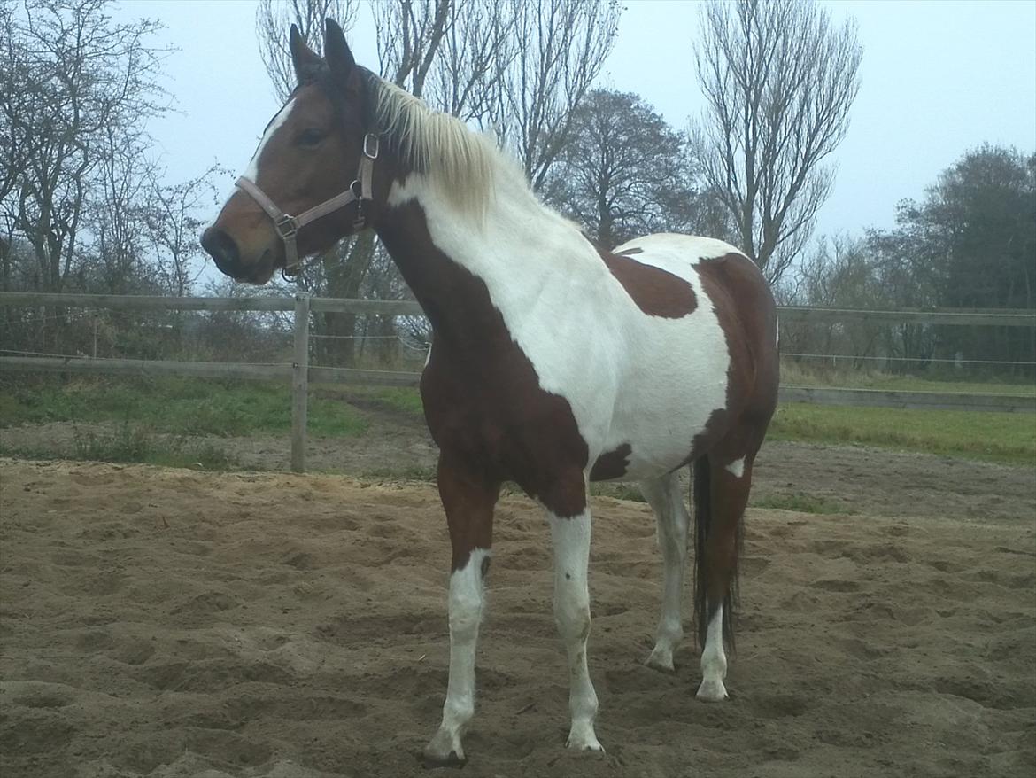 Pinto Østergårds Madeleine billede 10