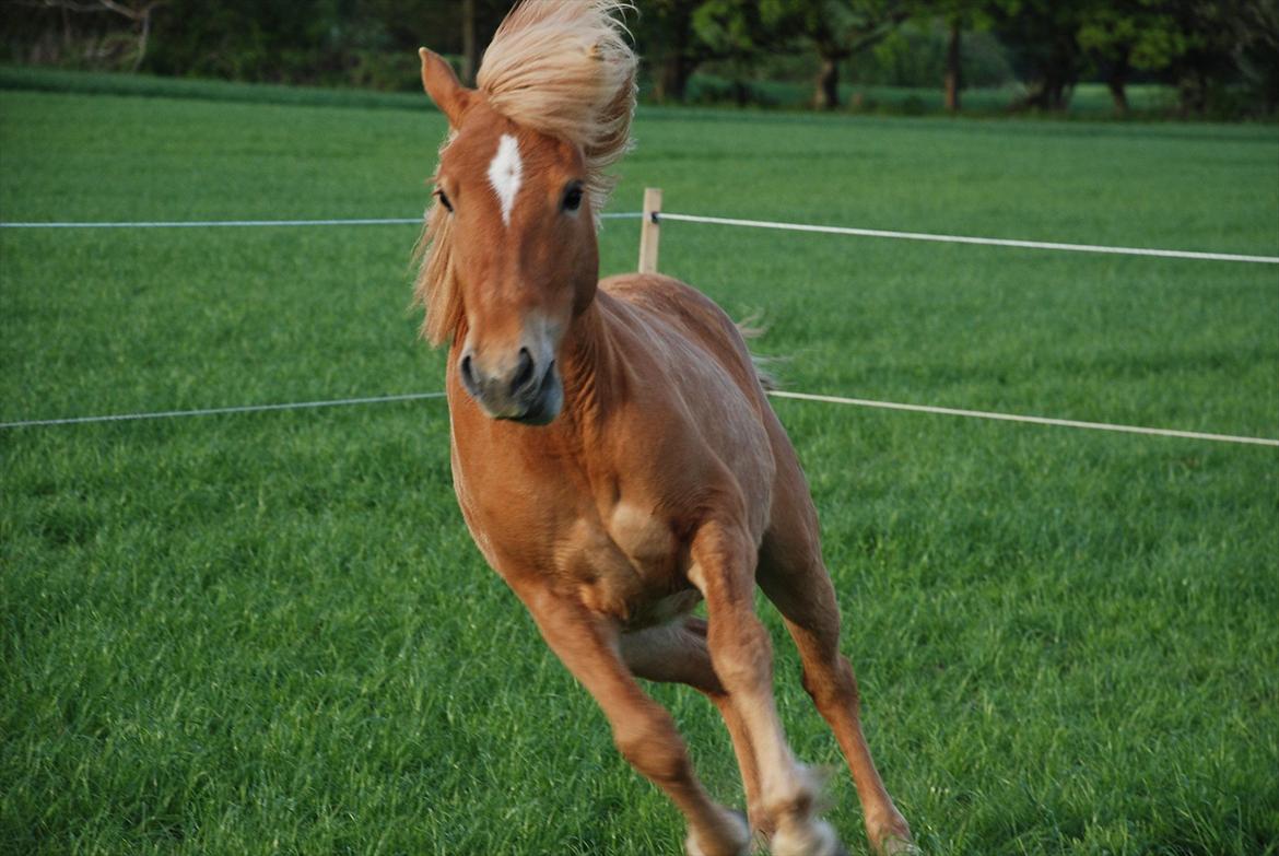 Anden særlig race Alfagjøf (Alfa) *Solgt* billede 1