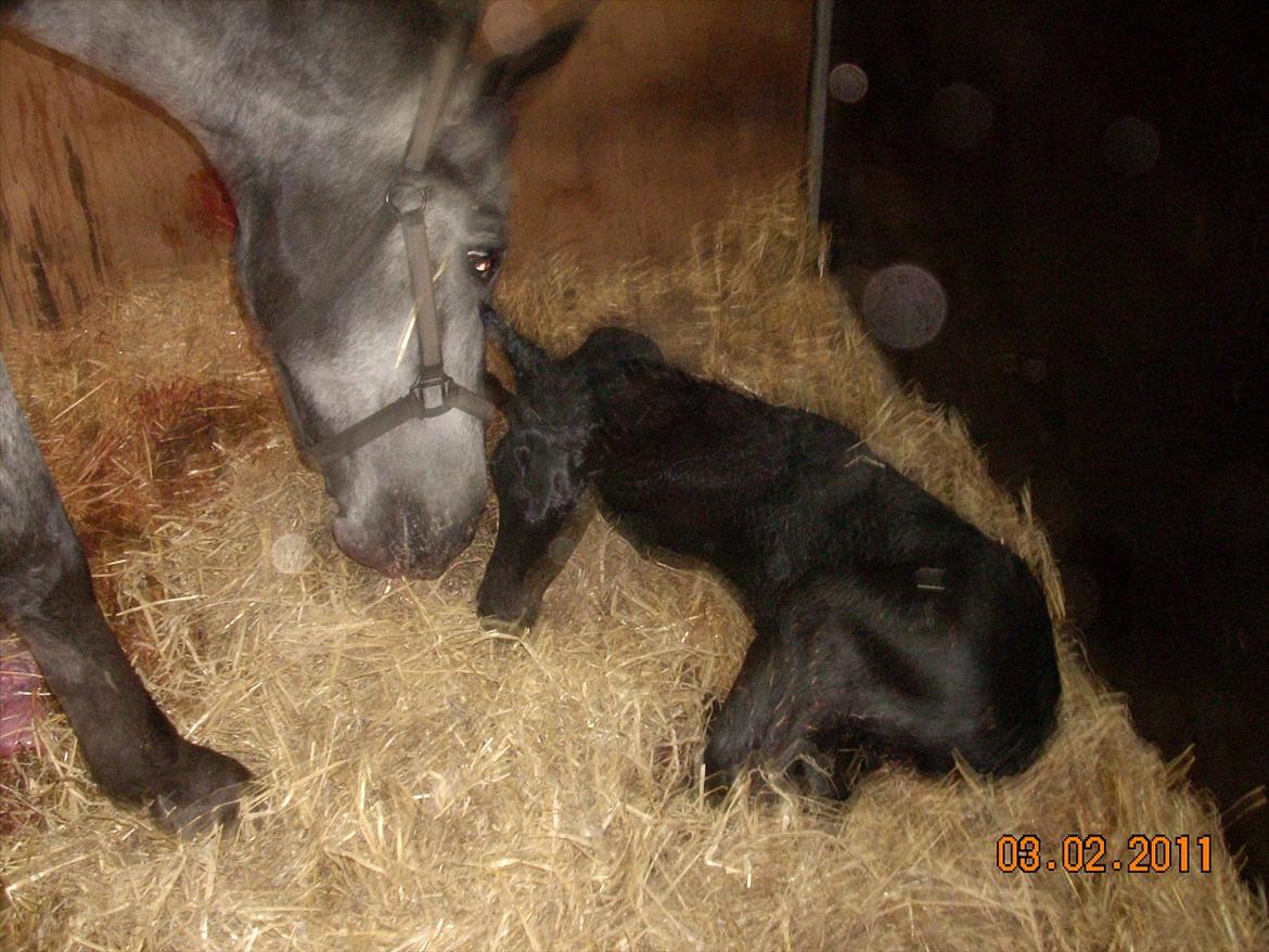 Knabstrupper Plaisir billede 2